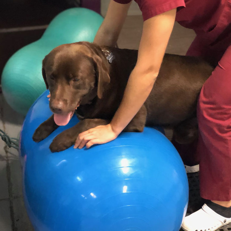 cenesioterapia-fisioterapia-para-caes-e-gatos