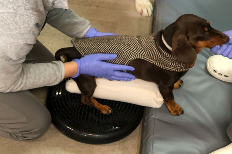 centro-reabilitacao-e-fisioterapia-animal-cinesioterapia-exercicios-terapeuticos-02